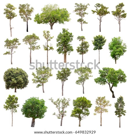 Isolated trees on white background , The collection of trees.