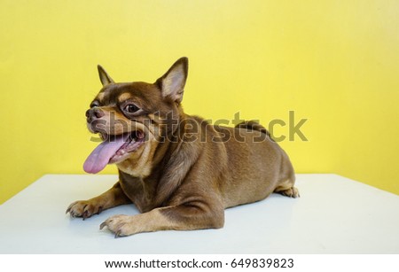 Fat Chihuahua dog is Tongue stick, on yellow wall background