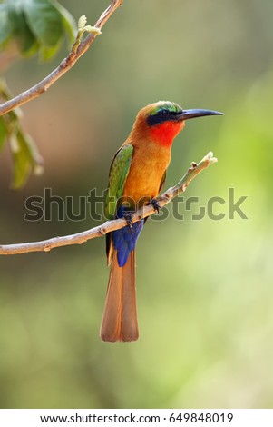 The red-throated bee-eater (Merops bulocki) sitting on the branch with a green background. A green African bee-eater with a red head and a blue belly in a on a branch. A very colorful african bird.