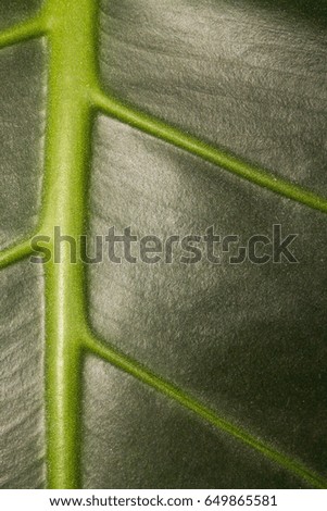 Textures leaf 1