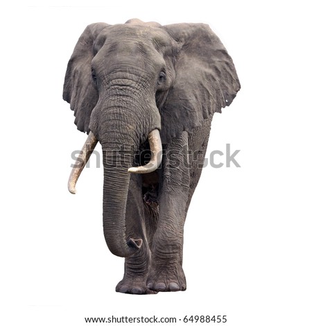 Elephant walking front view