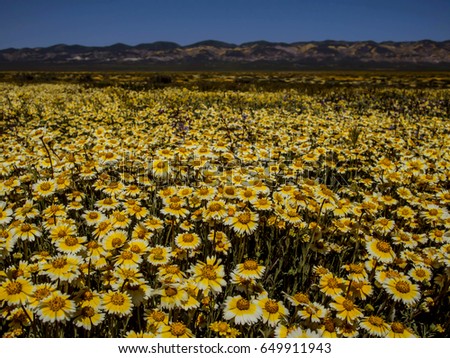 Wild flower field blooming in National park nature