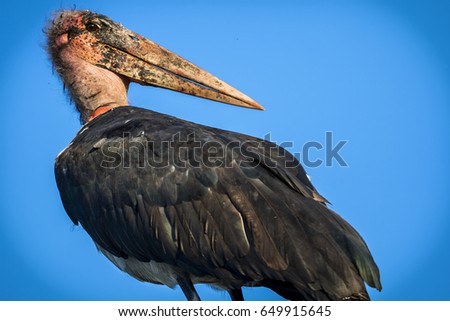 Marabou Stork with the sky at the background.