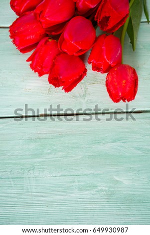 red tulips on turquoise background