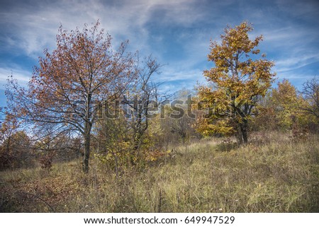 Beautiful autumn trees on a wide forest field against rich blue sky, central Serbia landscape