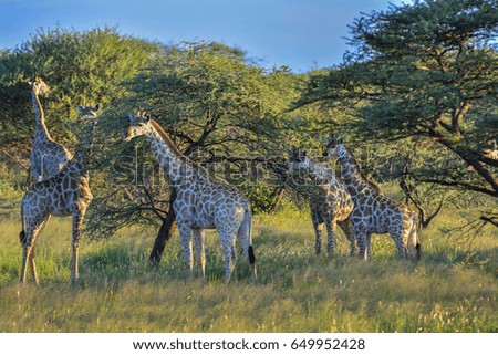 Namibia Okonjima game reserve giraffe herd