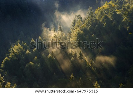 Foggy landscape. Misty foggy morning with sunrise in a valley of Bohemian Switzerland park. Detail of forest, landscape of Czech Republic, beautiful national park Bohemian Switzerland. Royalty-Free Stock Photo #649975315