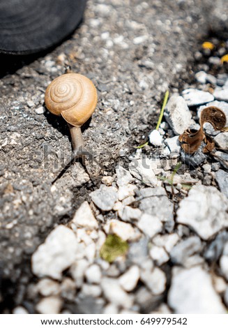 Helix pomatia, common names the Burgundy snail, Roman snail, edible snail or escargot, snail on floor