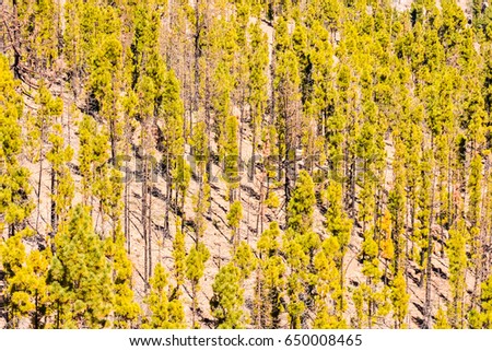 Photo Picture of a Pine Tree Green Forest