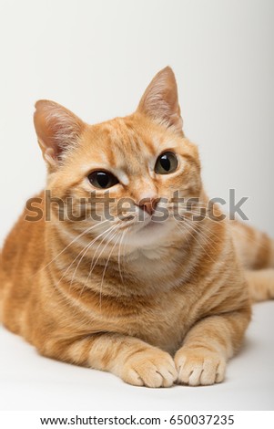 A Beautiful Domestic Orange Striped cat. Animal portrait in white background.
