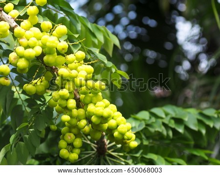 selective focus shallow depth of field picture of green yellow fruits of Star Gooseberry, Phyllanthus acidus (L.) Skeels, sour and juicy fruits natural sunlight outdoor