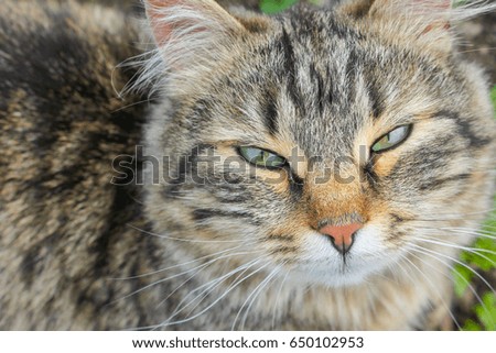Portrait of a striped cat, blazhenstvuya cat. Muzzle Happy.