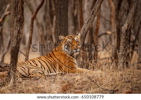 Tiger in the nature habitat. Bengal tiger resting in the shadow. Wildlife scene with danger animal. Hot summer in Rajasthan, India. Dry trees with beautiful indian tiger, Panthera tigris tigris