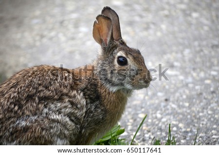Wild brown rabbit in grass 