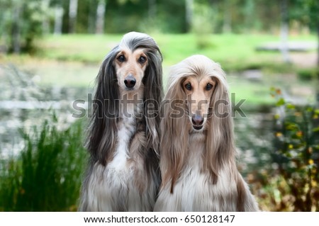 Portrait of two Afghan greyhounds, beautiful, dog show appearance. Beauty salon, grooming, dog care, hairstyles for dogs, dog stylist Royalty-Free Stock Photo #650128147