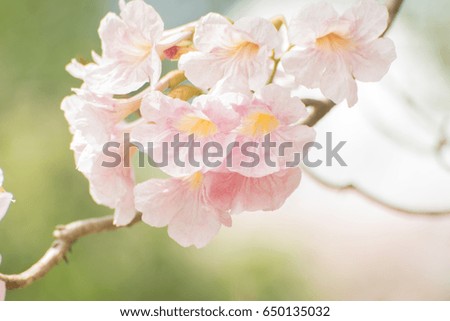 Beautiful blooming pink trumpet flower