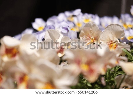 Softly and blurry picture of pastel flower