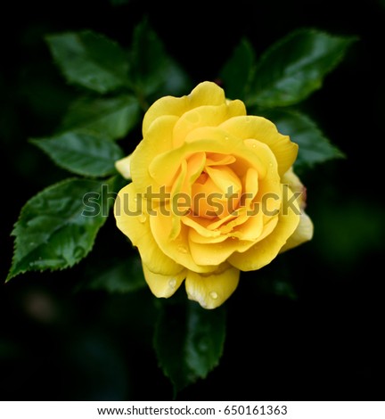 Perfect Single Yellow Rose with Leafs and Water Drops closeup on Blurred Natural background Outdoors. Focus on Centre of Petals