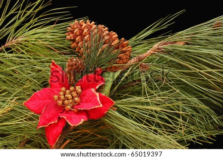 Holiday Poinsettia and Pine on a Black background