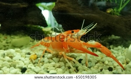 crayfish orange in fish tank
