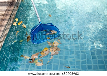 Cleaning swimming pool of fallen leaves with blue skimmer in summer time Royalty-Free Stock Photo #650206963