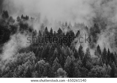 Dramatic black and white picture of foggy pine tree forest