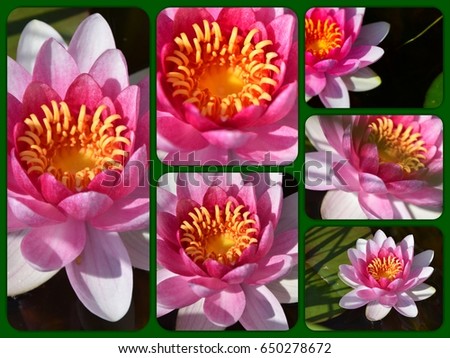 Photo collage of pictures of water lily, pink lotus, photo collage