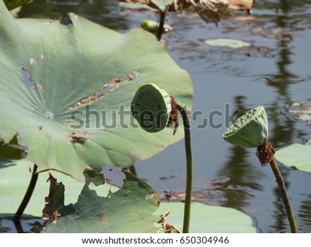 waterlily or lotus seed pod