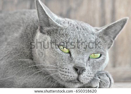 A british short hair cat (BKH) is relaxing at a sunny day. It's green eyes was so wunderfull so I decided to highlight them. If you want the original coloured picture, this would be also possible.