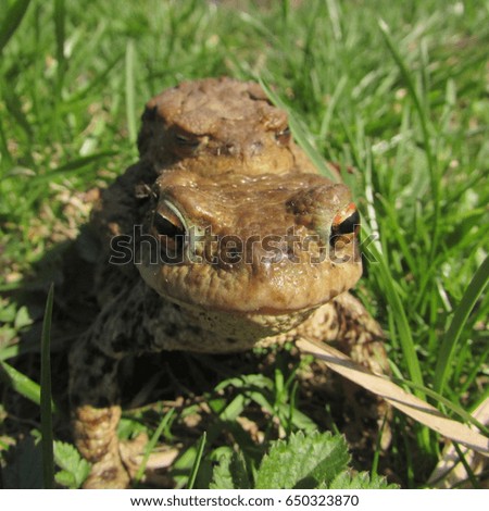 common toad or European toad, bufo bufo,