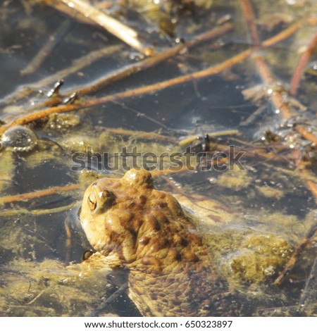 common toad or European toad, bufo bufo,