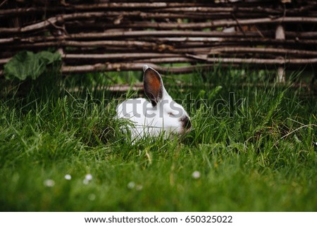 Young white rabbit in green grass in spring