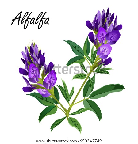 Alfalfa flowers (Medicago sativa, lucerne). Hand drawn vector illustration of alfalfa plant with leaves and flowers isolated on white background.  Royalty-Free Stock Photo #650342749