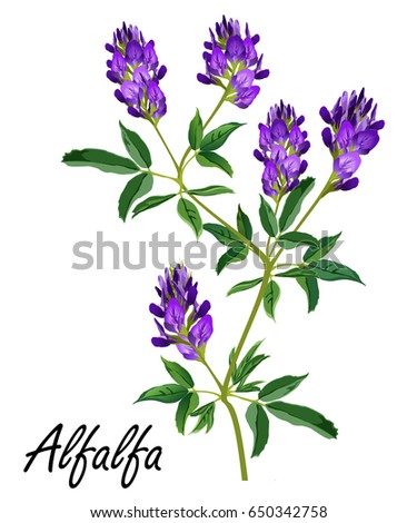 Alfalfa (Medicago sativa, lucerne). Hand drawn vector illustration of alfalfa plant with flowers isolated on white background. Royalty-Free Stock Photo #650342758