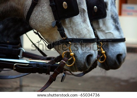 Harnessed horses
