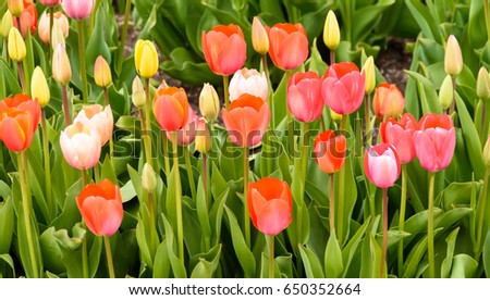 Colorful tulip flowers at the springtime
