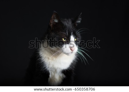 Black and white Cat studio pictures
 