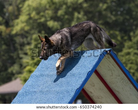 German Shepherd on A Frame Obstacle Royalty-Free Stock Photo #650374240