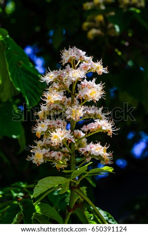 Flowers of the chestnut tree on spring