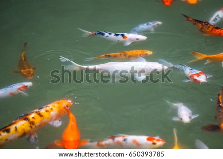 Japan fish call Carp or Koi fish colorful, Many fishes many color swimming in the pond.