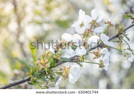 bee pollinating flowers of cherry. flowering in the spring