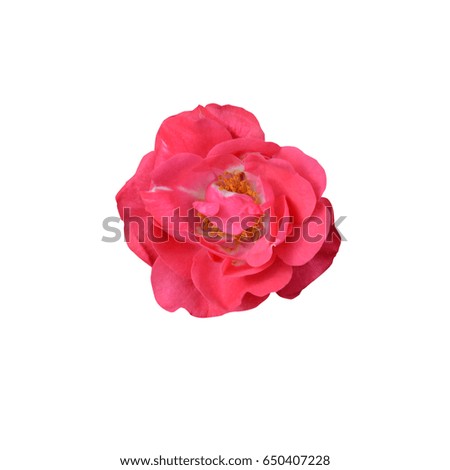 Flower pink rose, isolated on white background