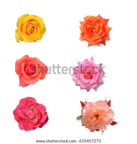 Flower collection roses of different varieties, isolated on white background