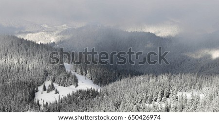Beautiful view of snowy winter landscape with snow covered fir trees