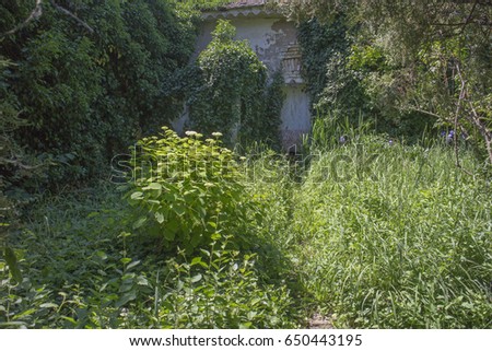 Overgrown, abandoned garden, in spring   Royalty-Free Stock Photo #650443195