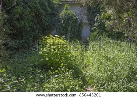 Overgrown, abandoned garden, in spring   Royalty-Free Stock Photo #650443201