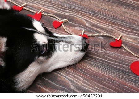 Romantic Siberian husky, a dog of black and white color with blue eyes, looks at the red hearts.