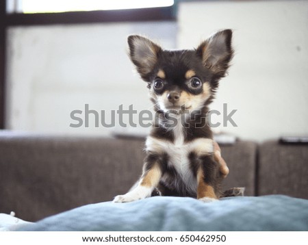 Puppy chihuahua