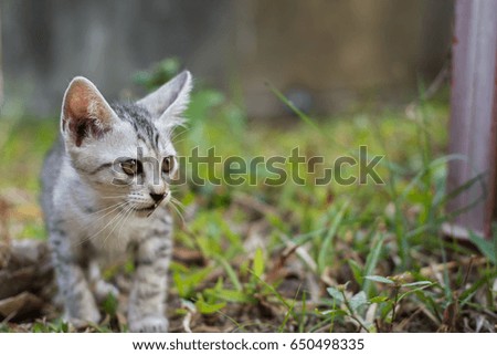 Alone kitten walk in the garden. On the morning. Horizontal picture 
