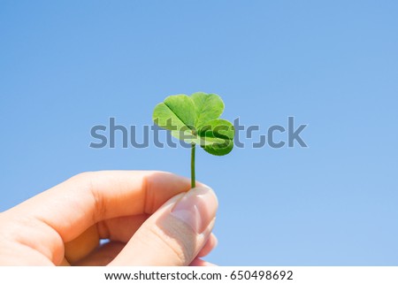 Four leaf clover and blue sky